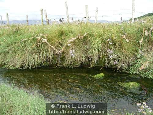 Streamlet, Cummeen